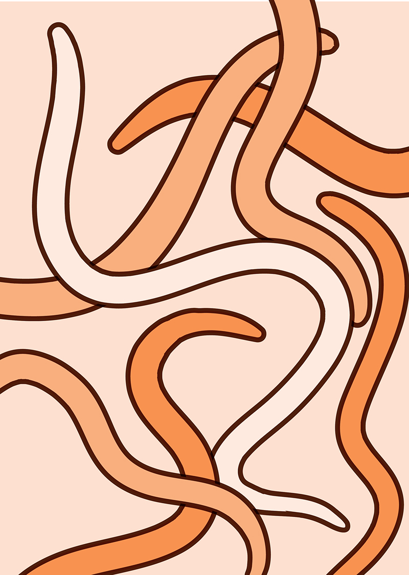 Illustration of C. elegans worms.