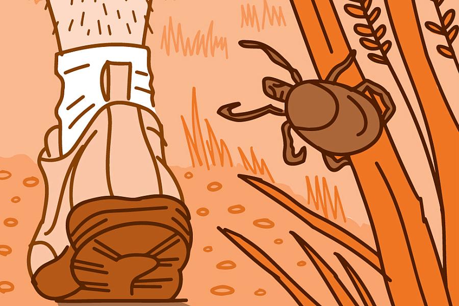 Person walking on a trail past a tick on a blade of grass.